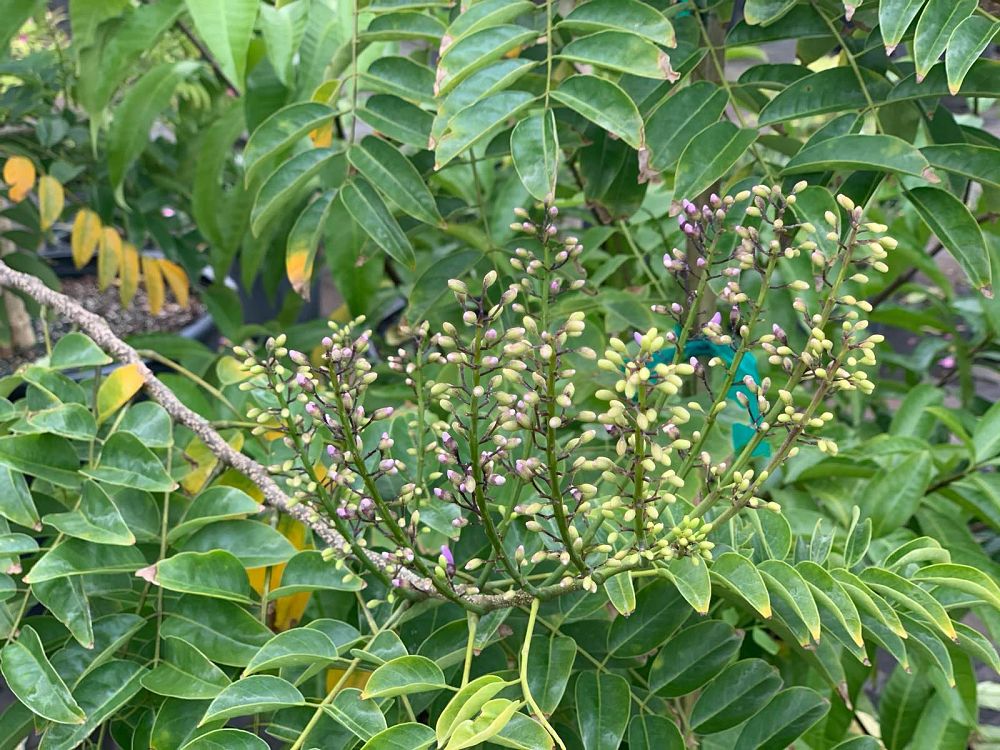 lonchocarpus-violaceus-lancepod-florida-lilac