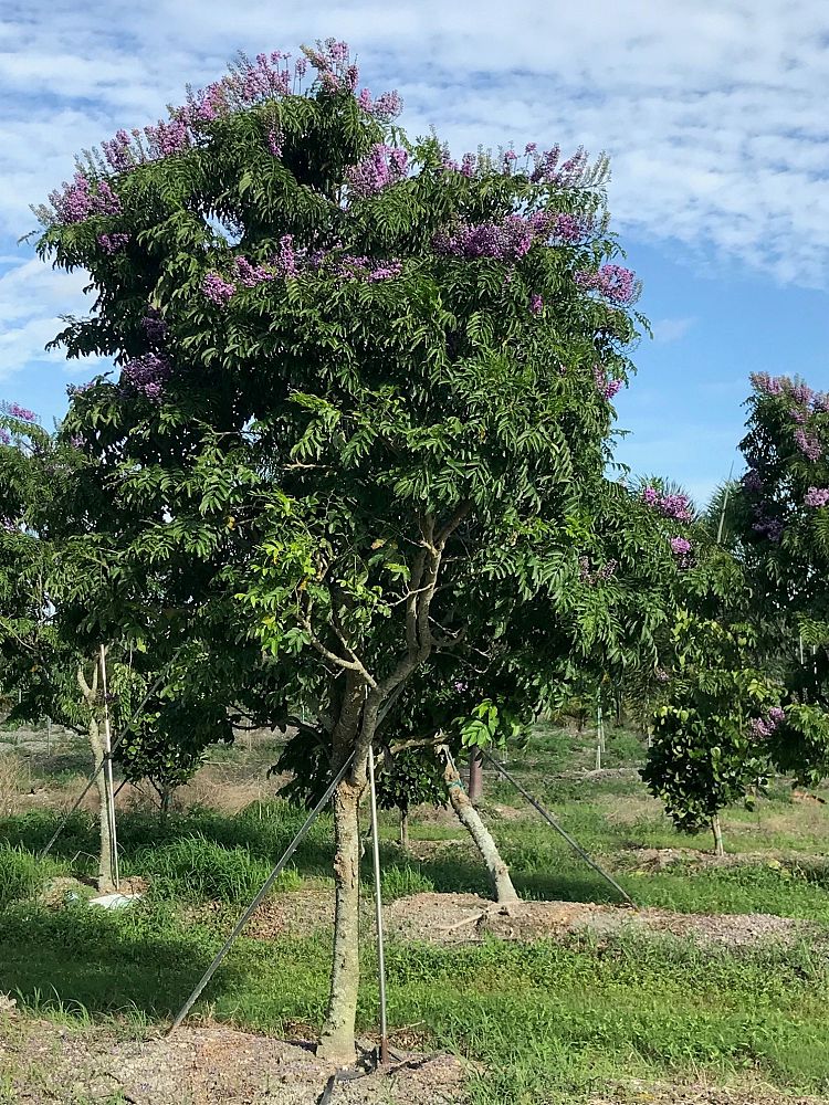 lonchocarpus-violaceus-lancepod-florida-lilac