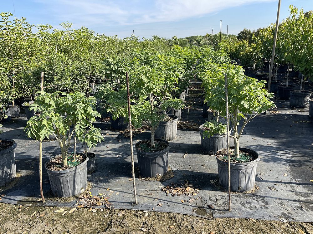 lonchocarpus-violaceus-lancepod-florida-lilac