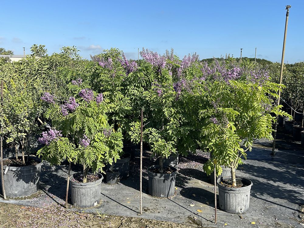 lonchocarpus-violaceus-lancepod-florida-lilac
