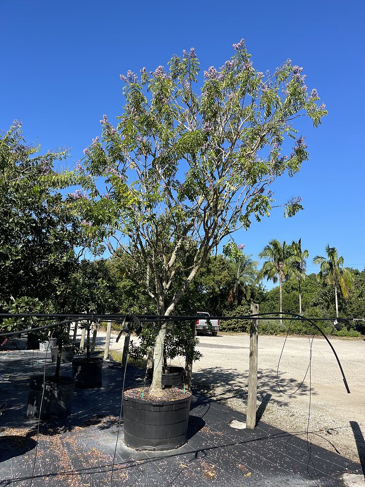 lonchocarpus-violaceus-lancepod-florida-lilac