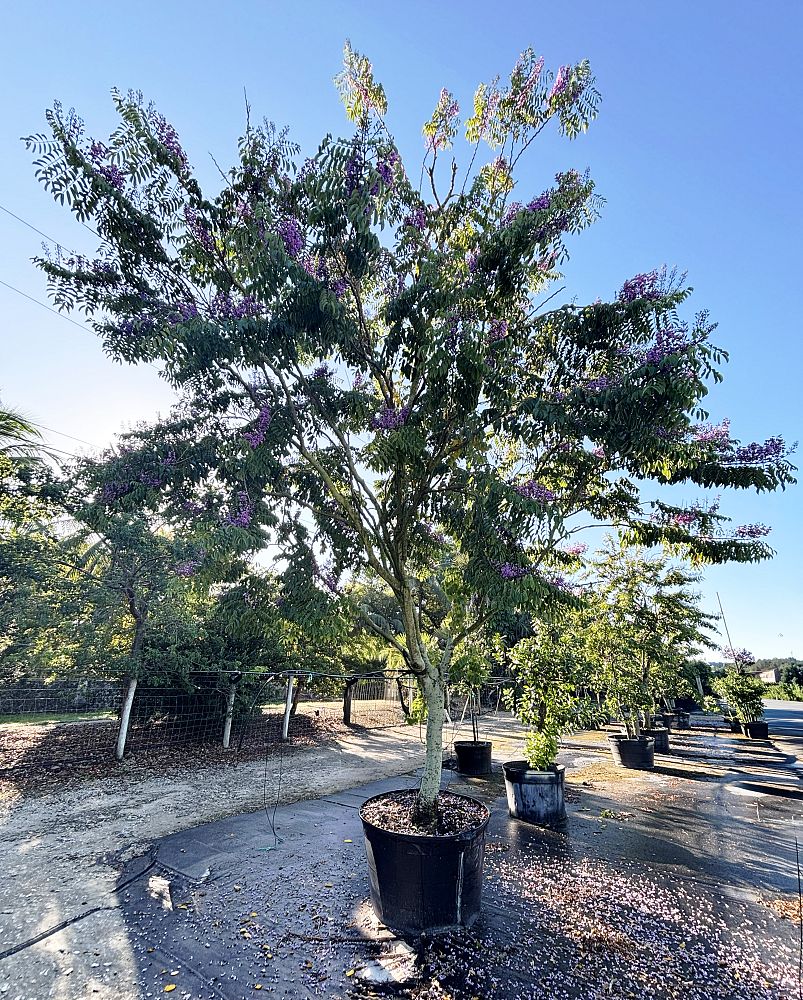lonchocarpus-violaceus-lancepod-florida-lilac