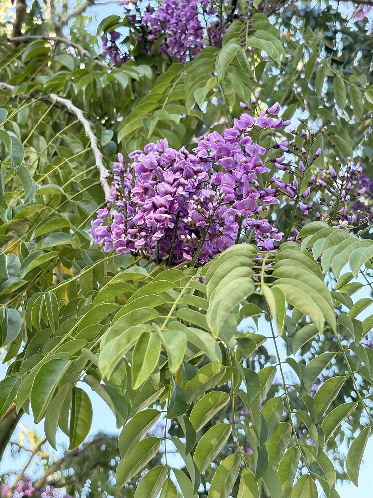 lonchocarpus-violaceus-lancepod-florida-lilac