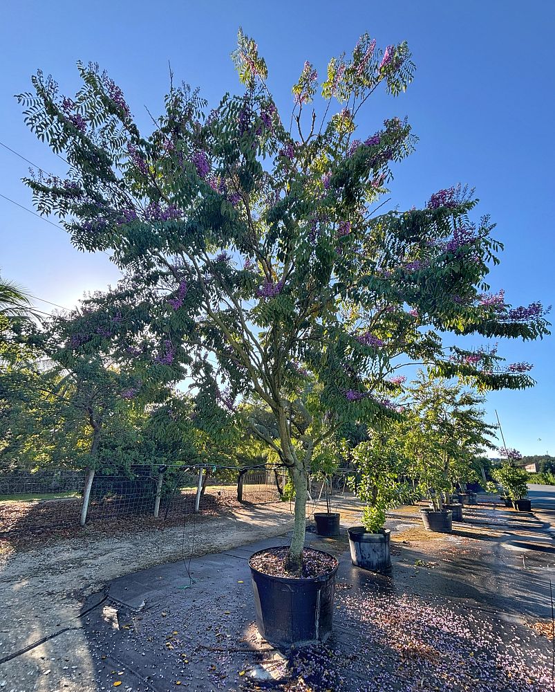 lonchocarpus-violaceus-lancepod-florida-lilac
