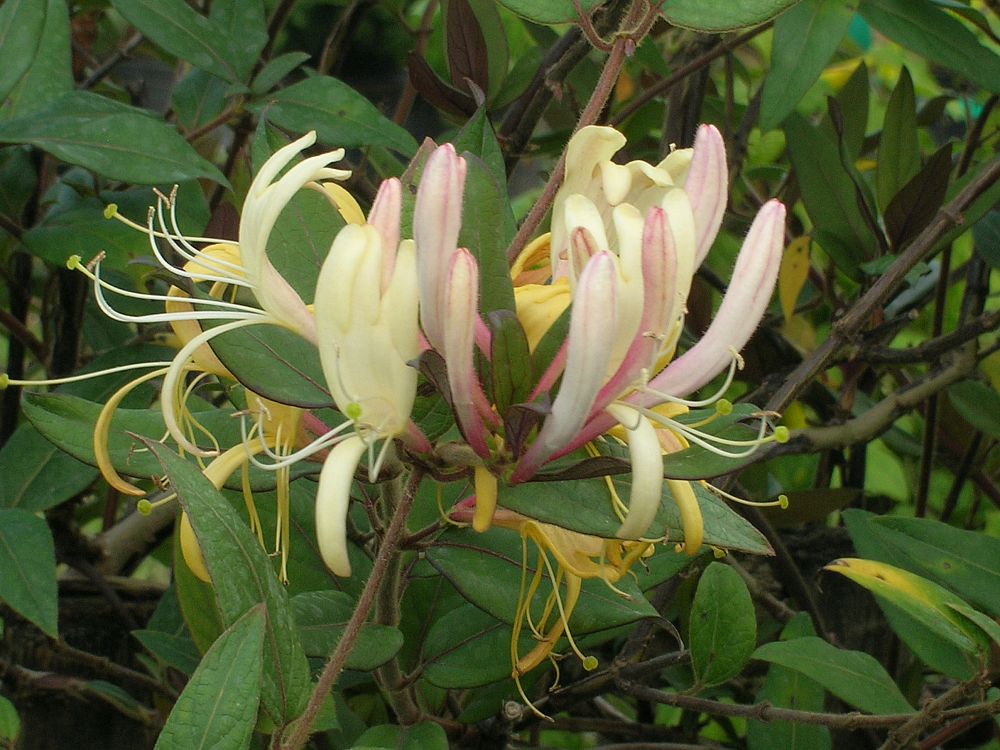 lonicera-japonica-purpleleaf-honeysuckle-japanese-honeysuckle