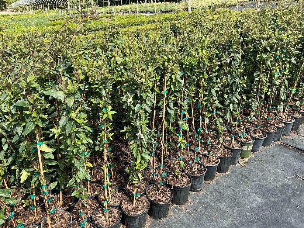 lonicera-japonica-purpleleaf-honeysuckle-japanese-honeysuckle