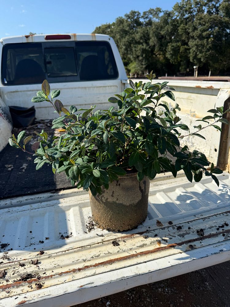 lonicera-periclymenum-inov86-peaches-and-cream-lonicera