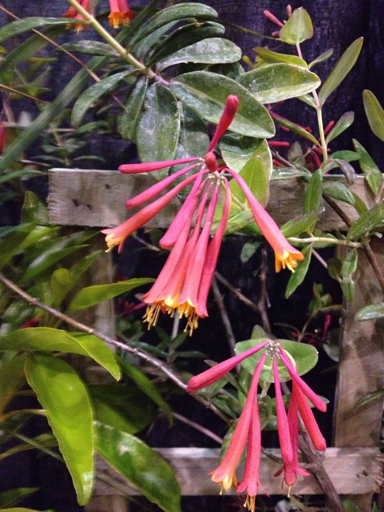 lonicera-sempervirens-coral-honeysuckle