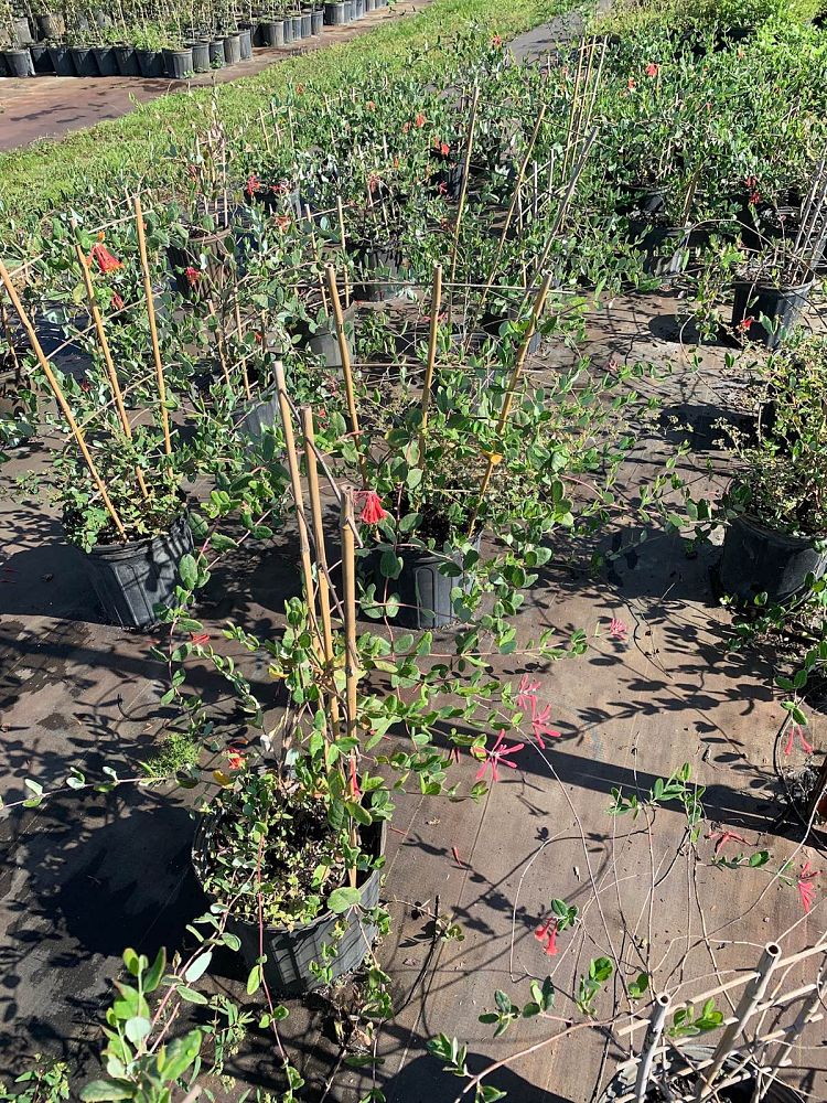 lonicera-sempervirens-coral-honeysuckle