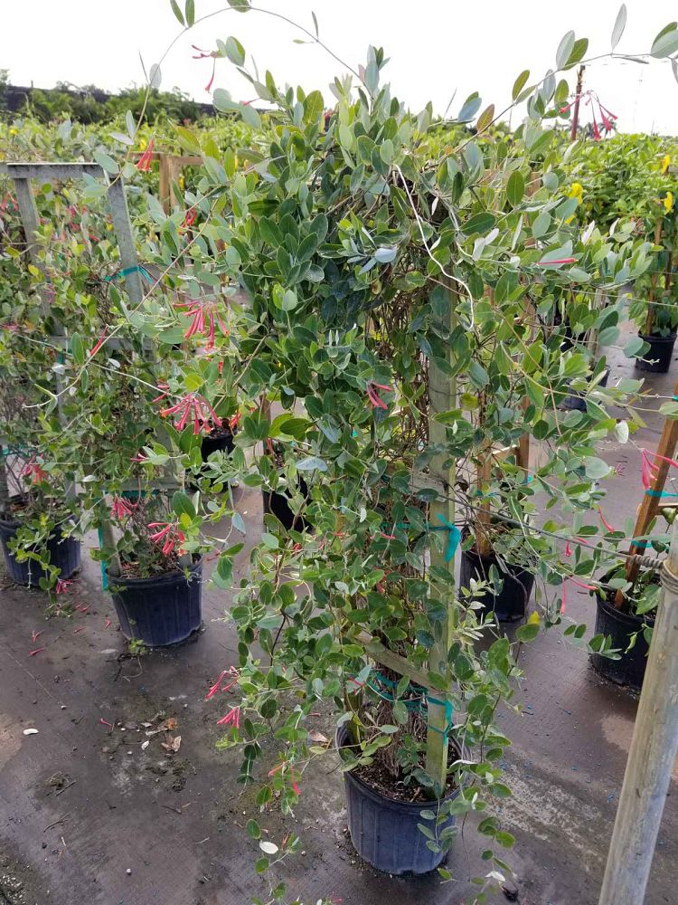 lonicera-sempervirens-coral-honeysuckle