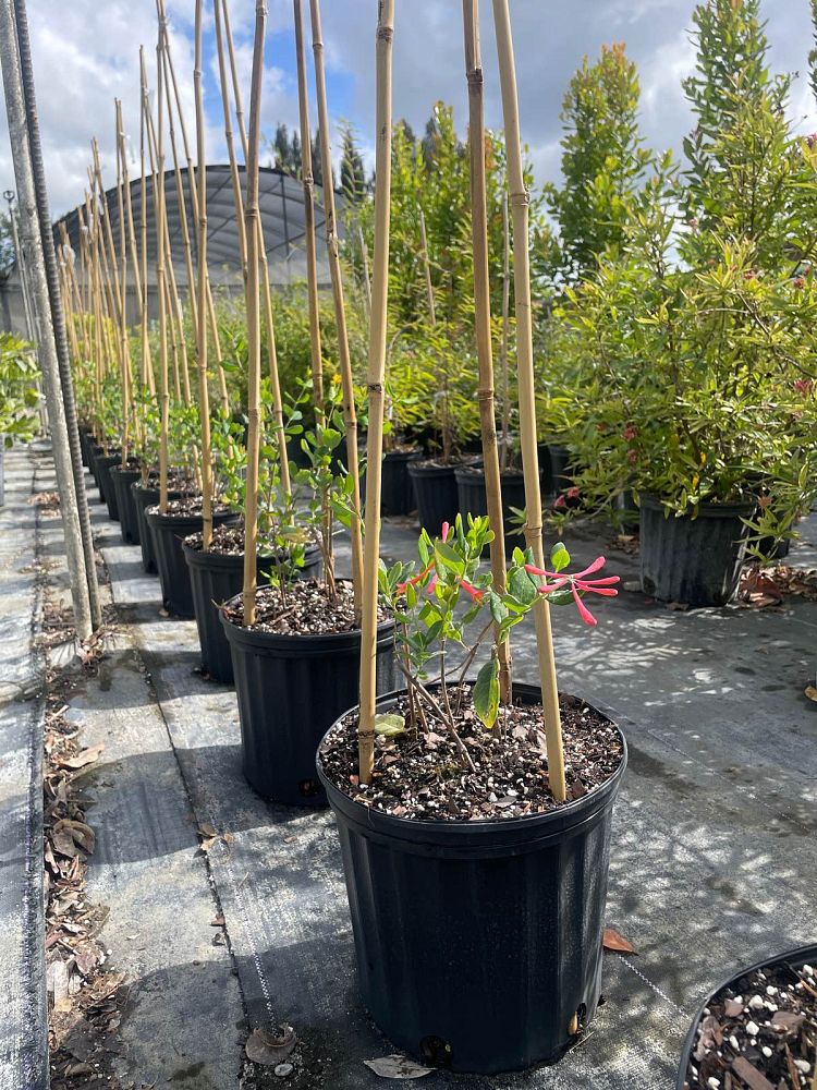 lonicera-sempervirens-coral-honeysuckle