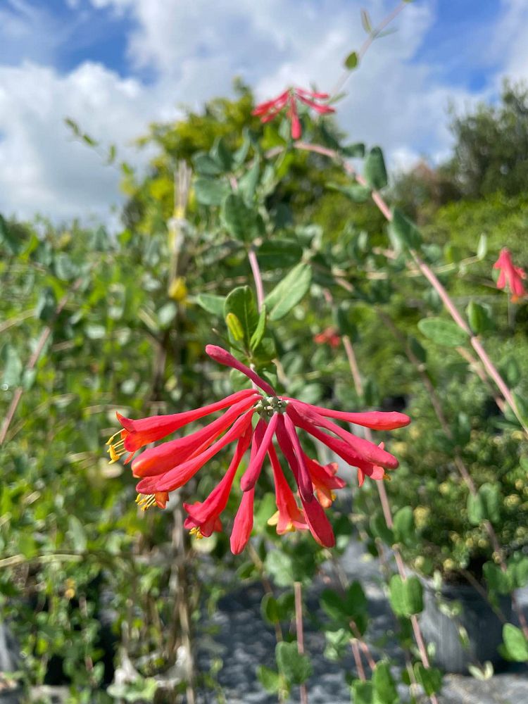 lonicera-sempervirens-coral-honeysuckle