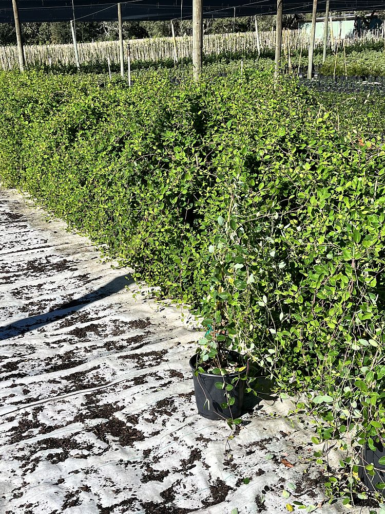 lonicera-sempervirens-coral-honeysuckle