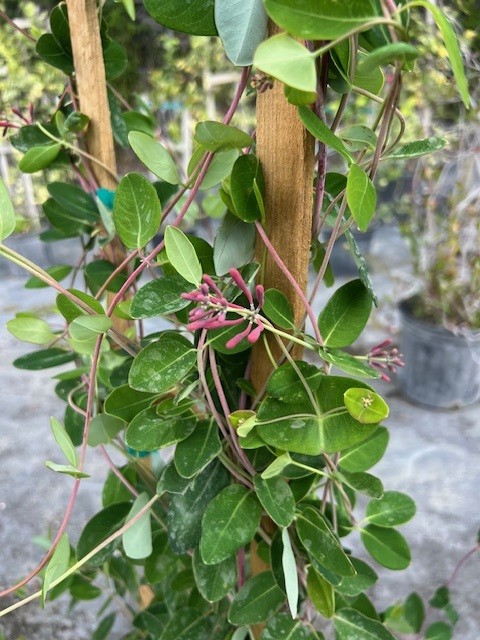 lonicera-sempervirens-coral-honeysuckle
