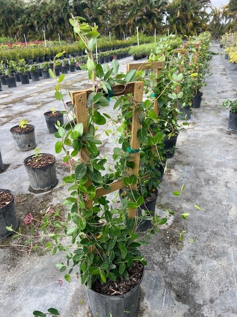 lonicera-sempervirens-coral-honeysuckle