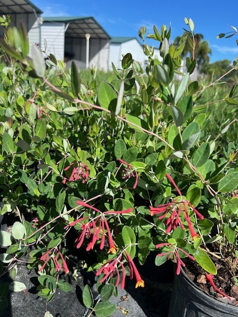 lonicera-sempervirens-coral-honeysuckle