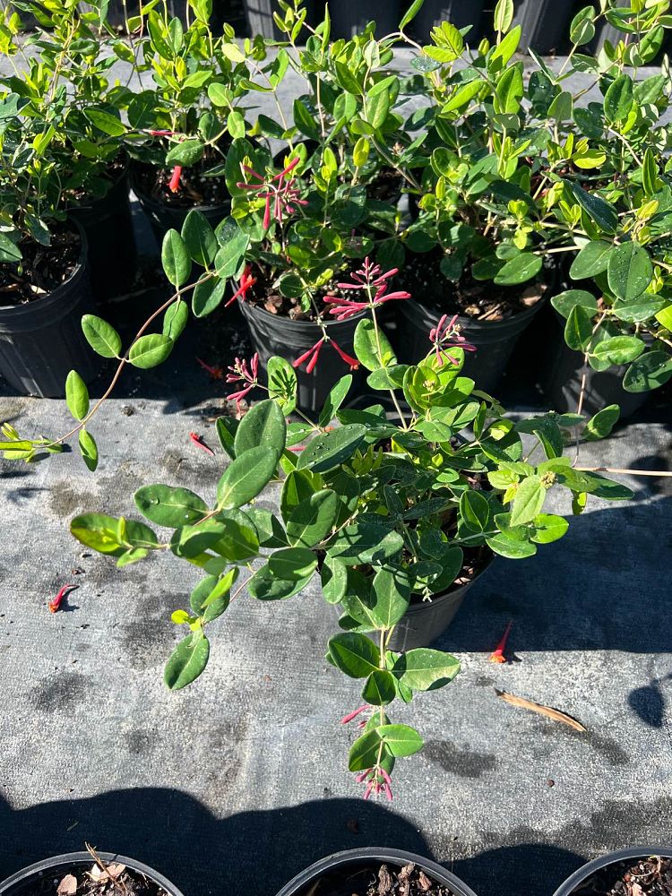 lonicera-sempervirens-coral-honeysuckle