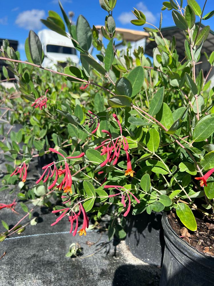 lonicera-sempervirens-coral-honeysuckle