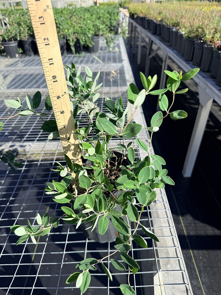 lonicera-sempervirens-coral-honeysuckle