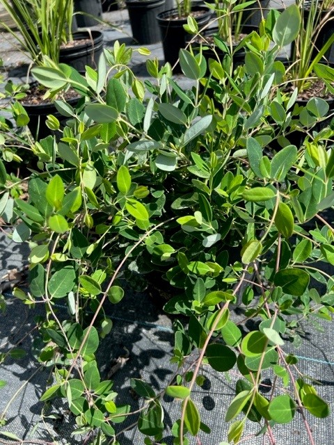 lonicera-sempervirens-honey-coral-coral-honeysuckle