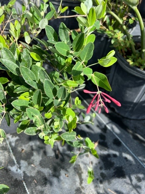 lonicera-sempervirens-honey-coral-coral-honeysuckle