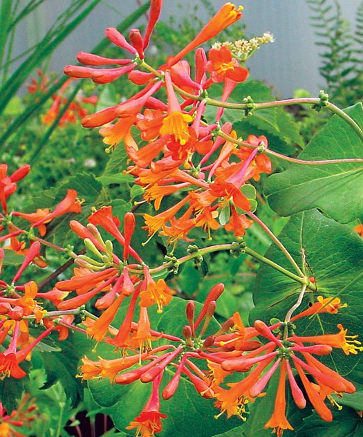 lonicera-sempervirens-magnifica-coral-honeysuckle