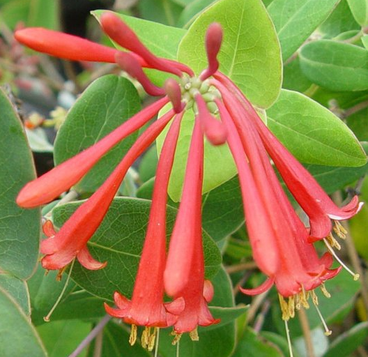 lonicera-sempervirens-major-wheeler-coral-honeysuckle