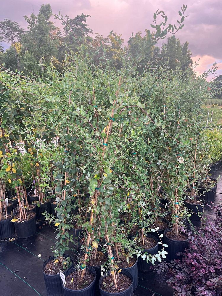 lonicera-sempervirens-major-wheeler-coral-honeysuckle