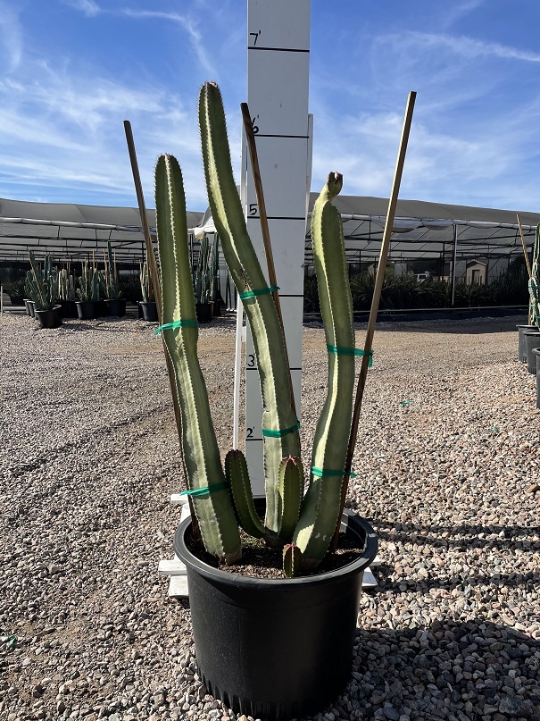 lophocereus-schottii