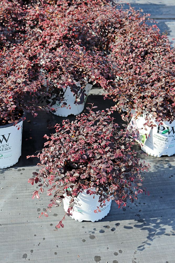 loropetalum-chinense-beni-hime-jazz-hands-mini-reg-chinese-fringe-flower
