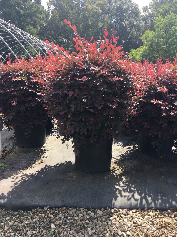 loropetalum-chinense-chinese-fringe-flower-chinese-witch-hazel