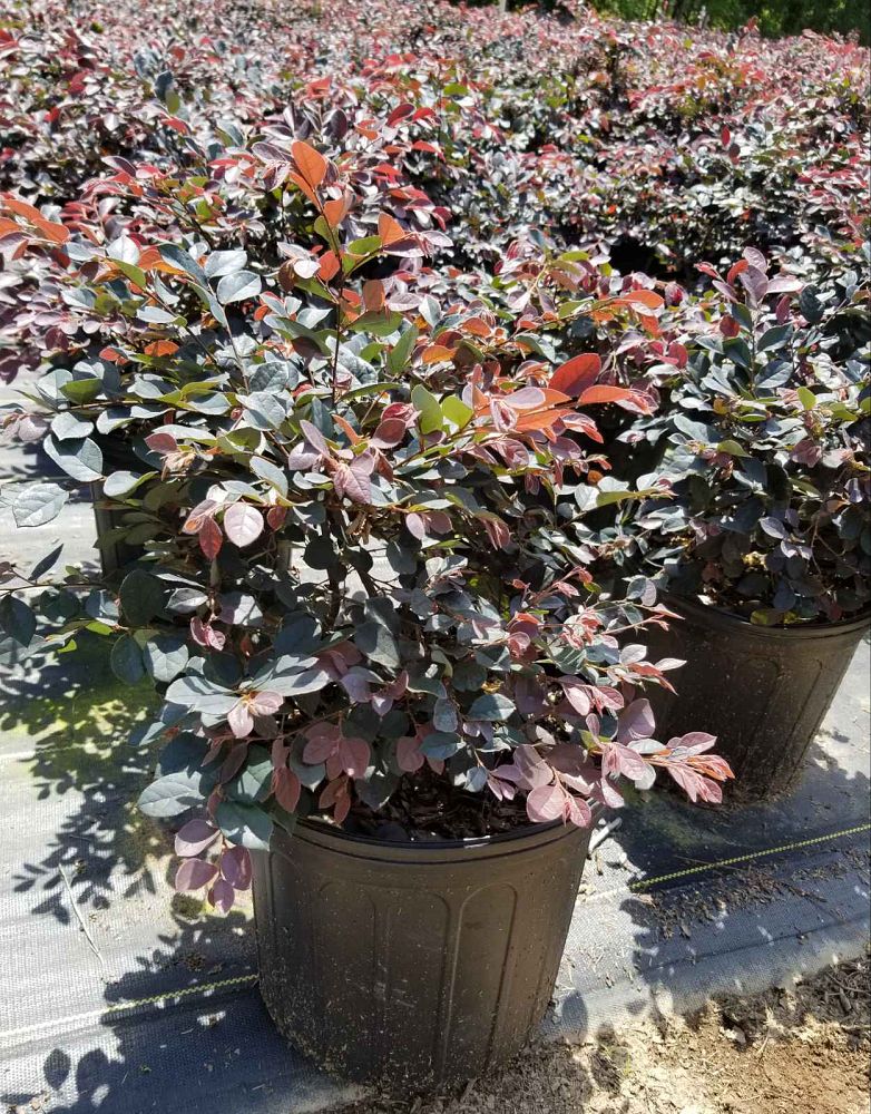loropetalum-chinense-chinese-fringe-flower-chinese-witch-hazel