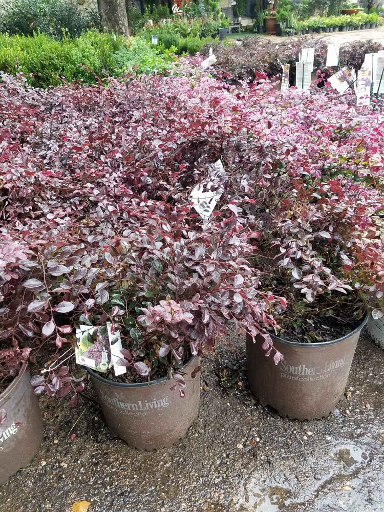 loropetalum-chinense-chinese-fringe-flower-chinese-witch-hazel