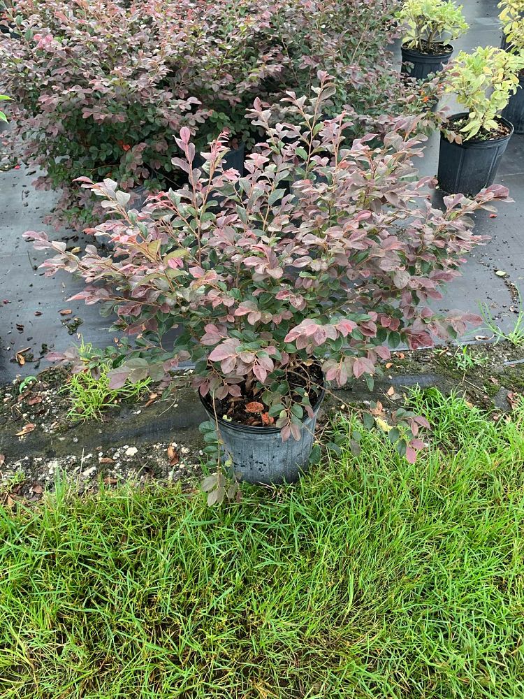 loropetalum-chinense-chinese-fringe-flower-chinese-witch-hazel
