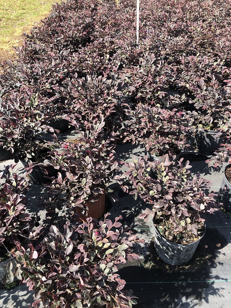 loropetalum-chinense-chinese-fringe-flower-chinese-witch-hazel