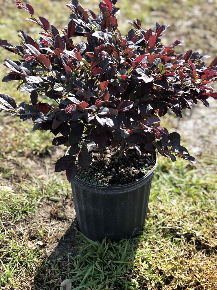 loropetalum-chinense-chinese-fringe-flower-chinese-witch-hazel
