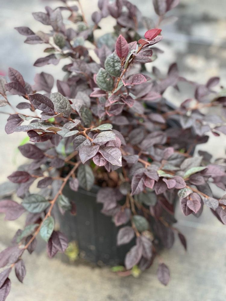 loropetalum-chinense-chinese-fringe-flower-chinese-witch-hazel