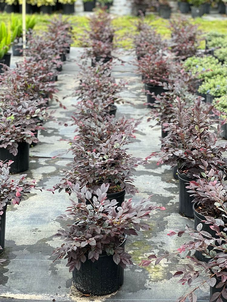 loropetalum-chinense-chinese-fringe-flower-chinese-witch-hazel