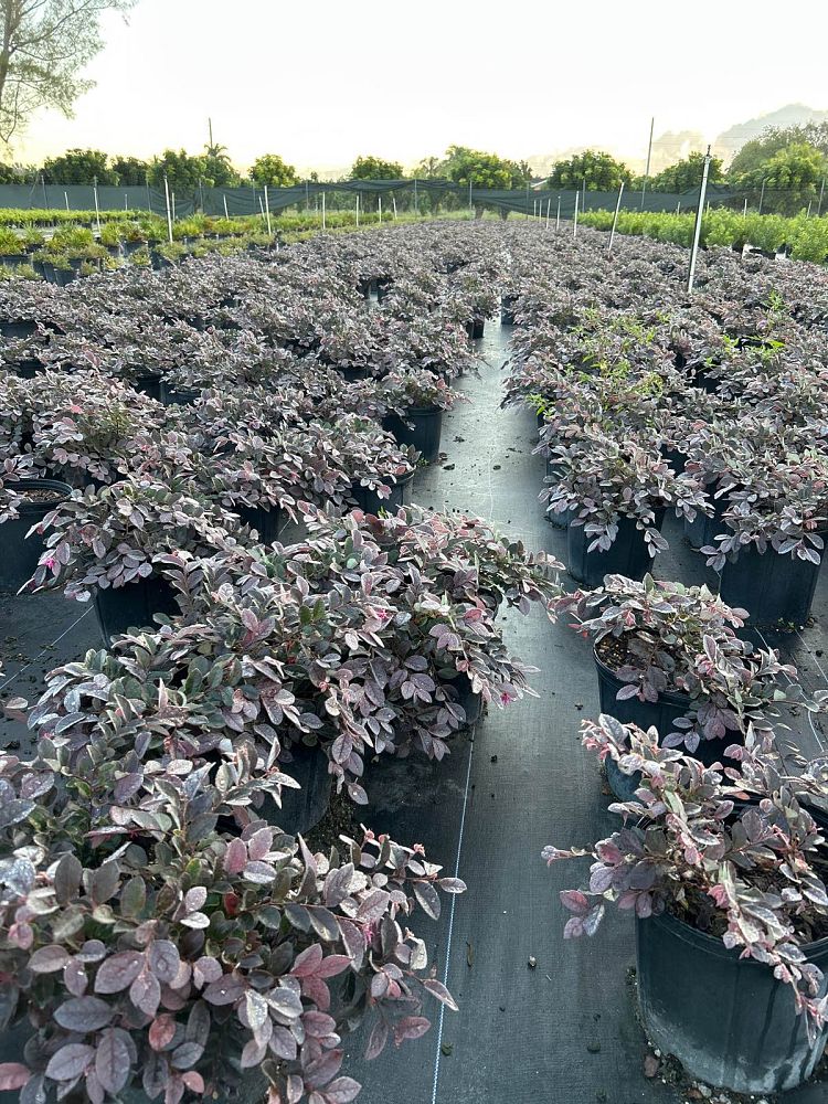 loropetalum-chinense-chinese-fringe-flower-chinese-witch-hazel