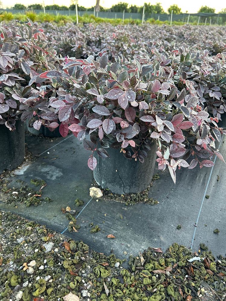 loropetalum-chinense-chinese-fringe-flower-chinese-witch-hazel