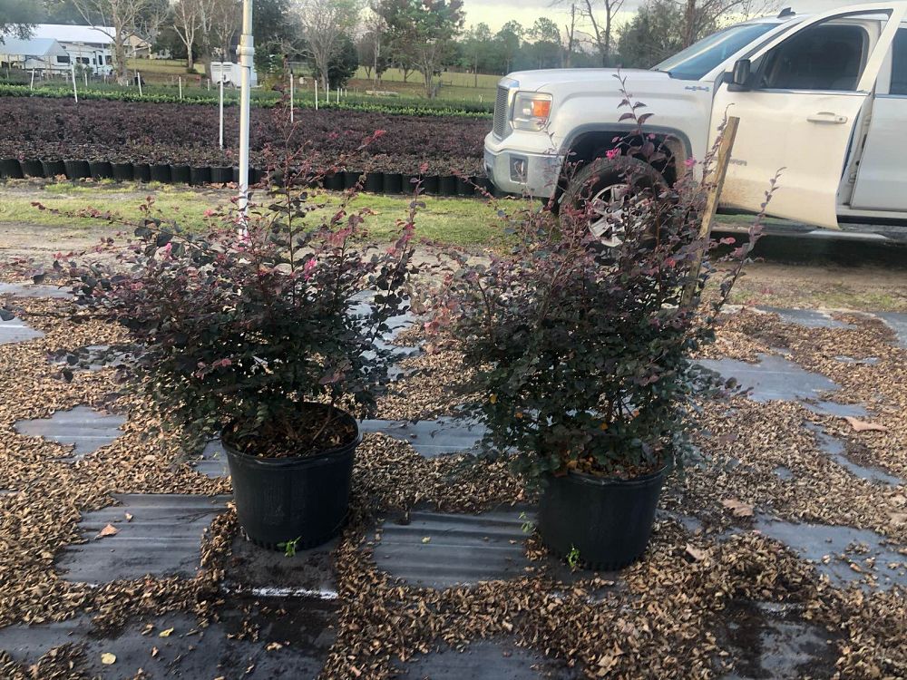 loropetalum-chinense-chinese-fringe-flower-chinese-witch-hazel