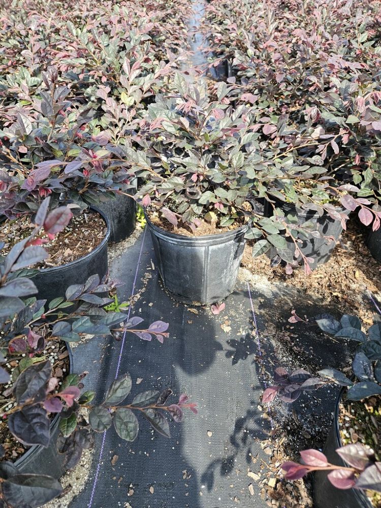 loropetalum-chinense-chinese-fringe-flower-chinese-witch-hazel