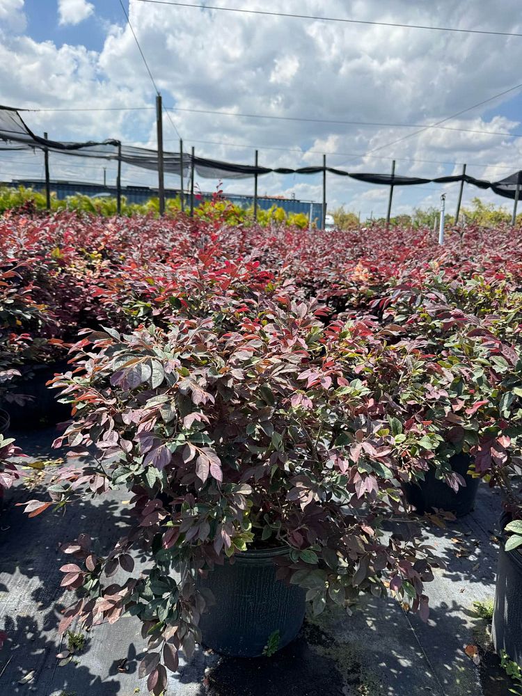 loropetalum-chinense-chinese-fringe-flower-chinese-witch-hazel
