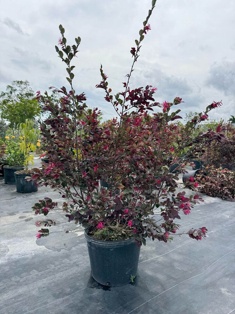 loropetalum-chinense-chinese-fringe-flower-chinese-witch-hazel