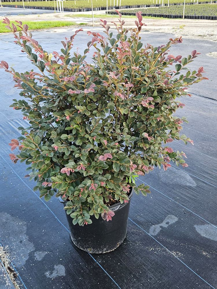 loropetalum-chinense-chinese-fringe-flower-chinese-witch-hazel