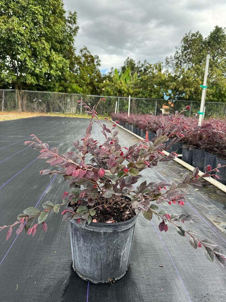 loropetalum-chinense-chinese-fringe-flower-chinese-witch-hazel