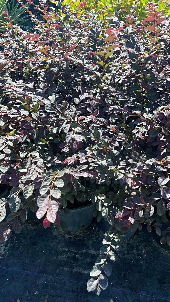 loropetalum-chinense-chinese-fringe-flower-chinese-witch-hazel