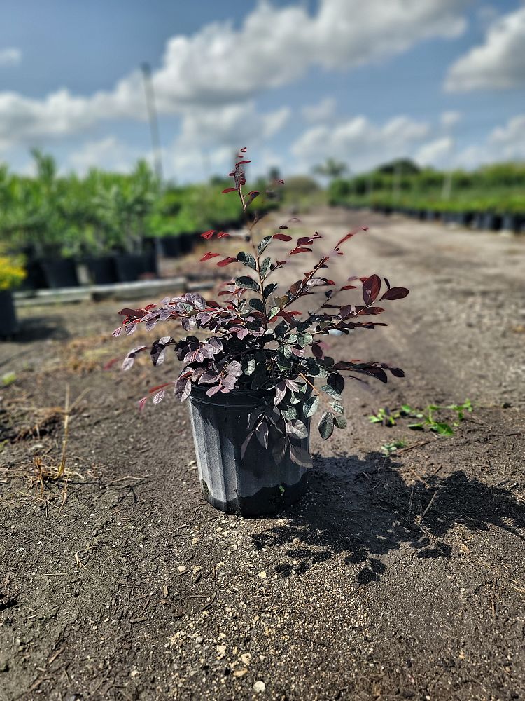 loropetalum-chinense-chinese-fringe-flower-chinese-witch-hazel
