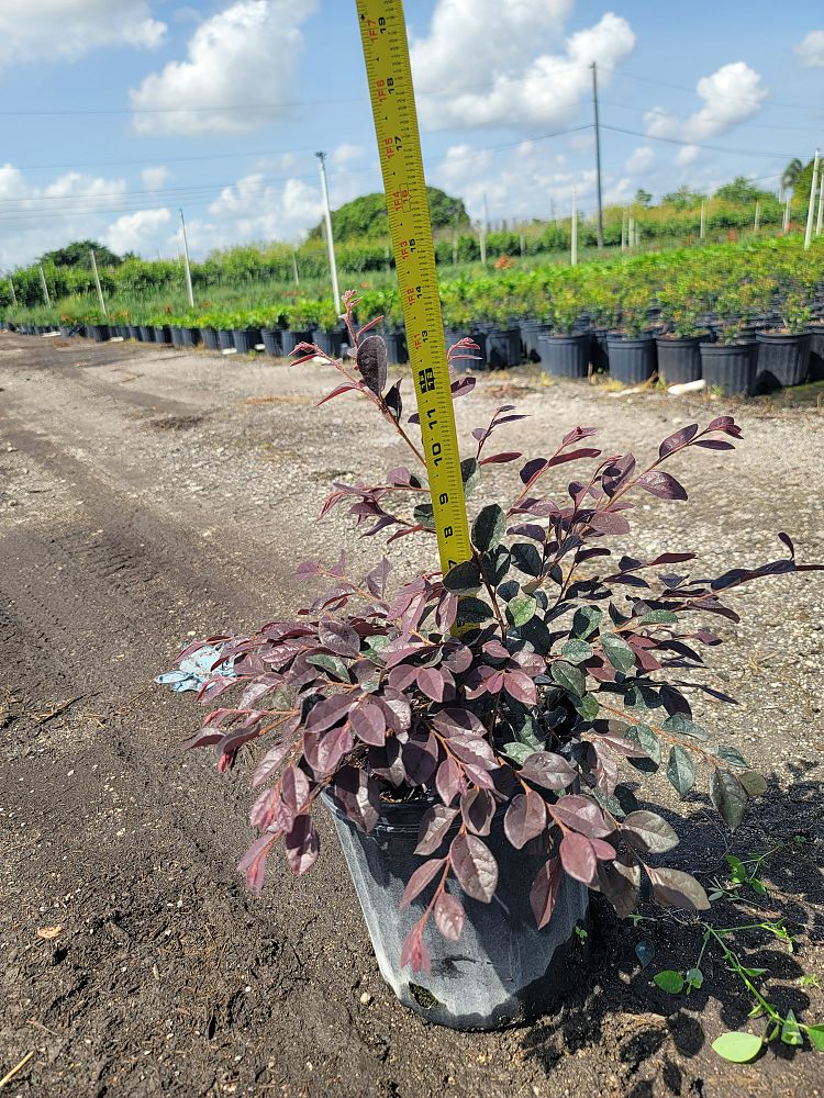loropetalum-chinense-chinese-fringe-flower-chinese-witch-hazel