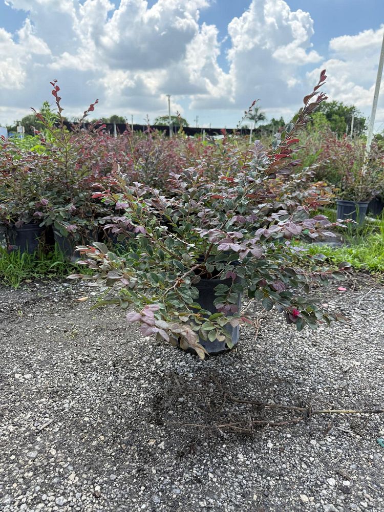 loropetalum-chinense-chinese-fringe-flower-chinese-witch-hazel